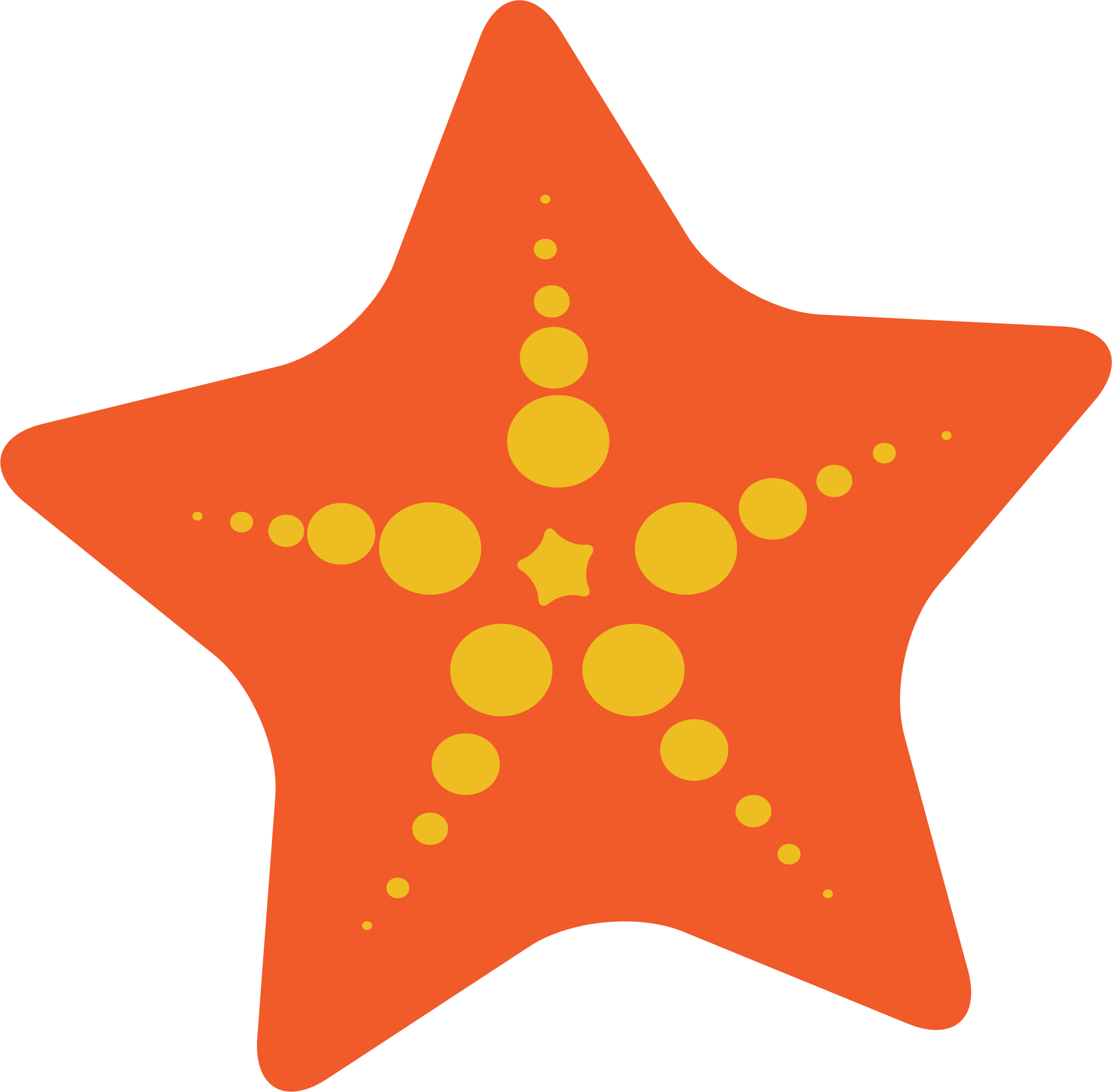 Estrella de mar PNG