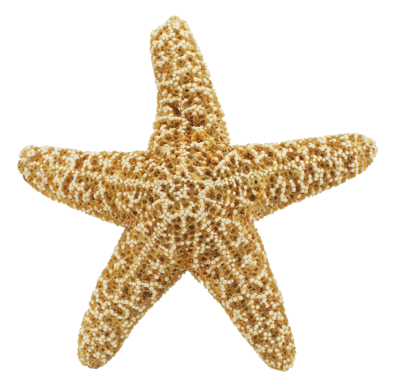 Starfish PNG images