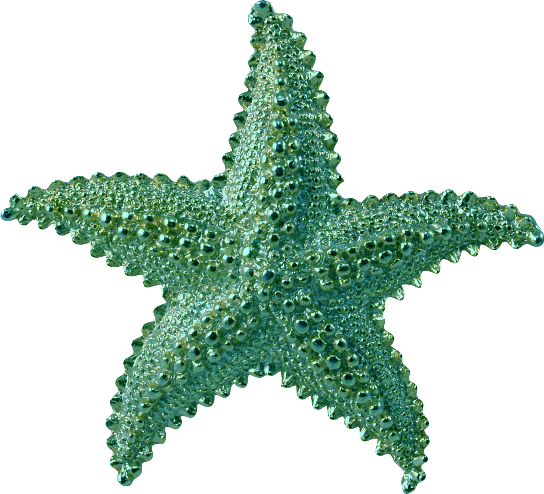 Estrella de mar PNG