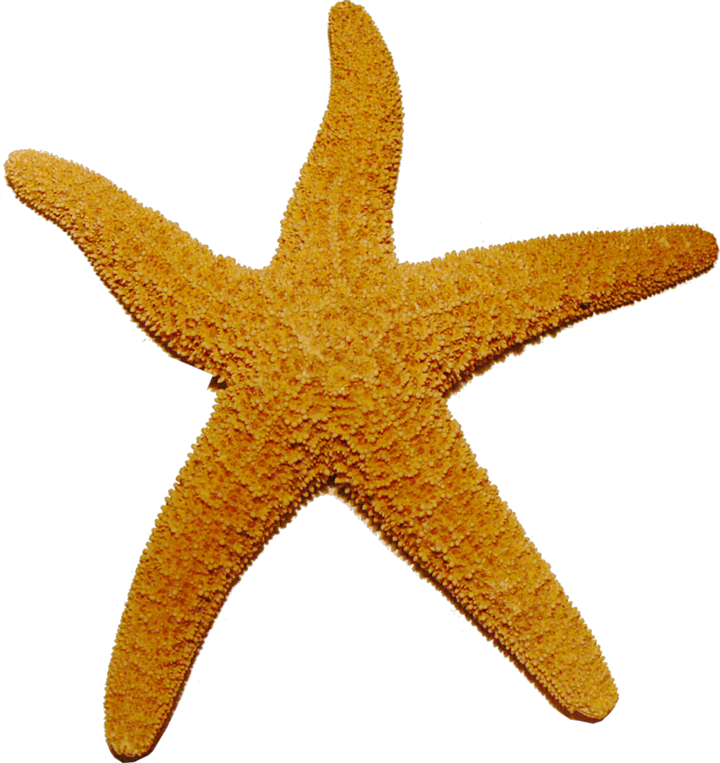 Starfish PNG images