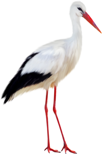 Stork PNG images