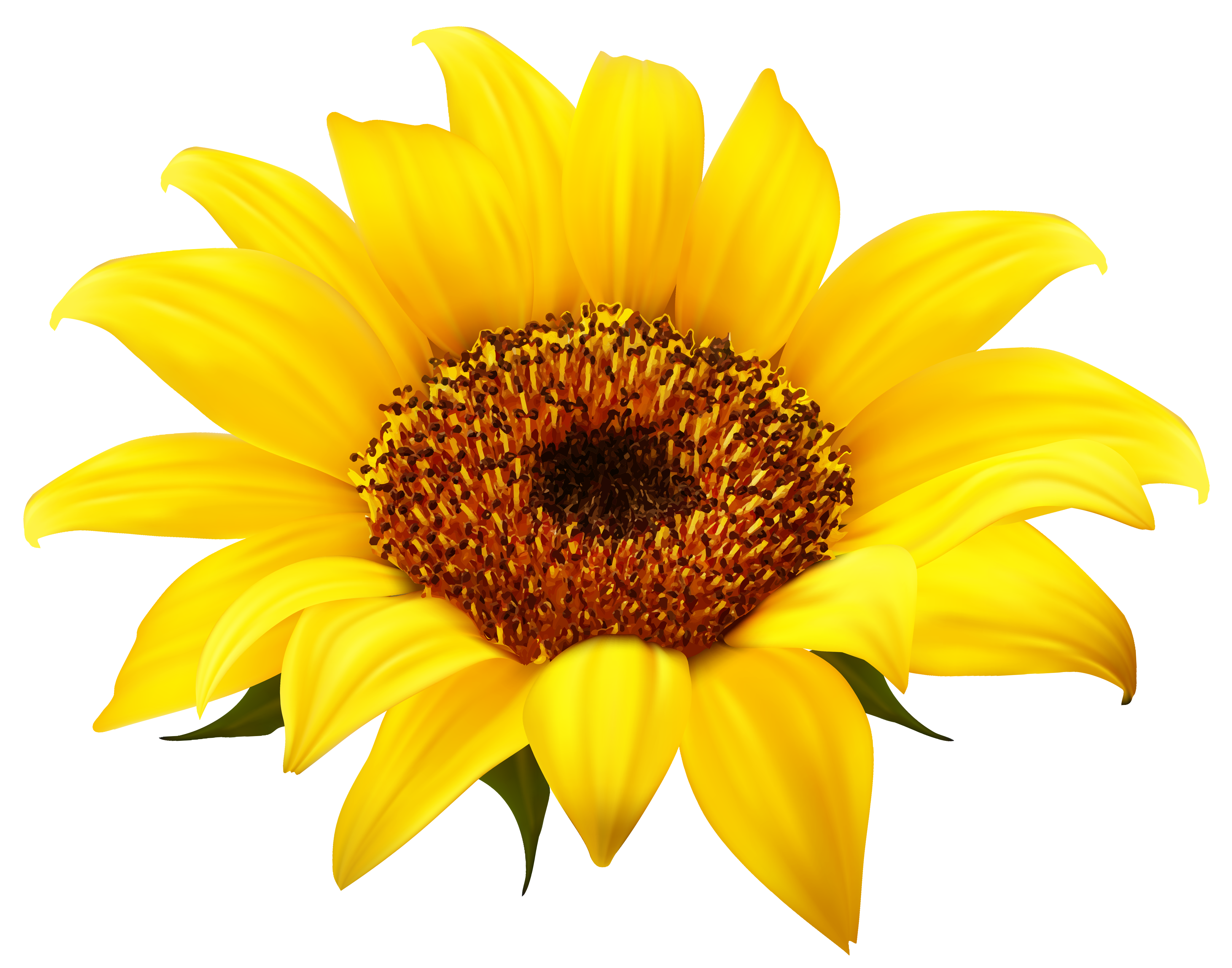 Girasol PNG