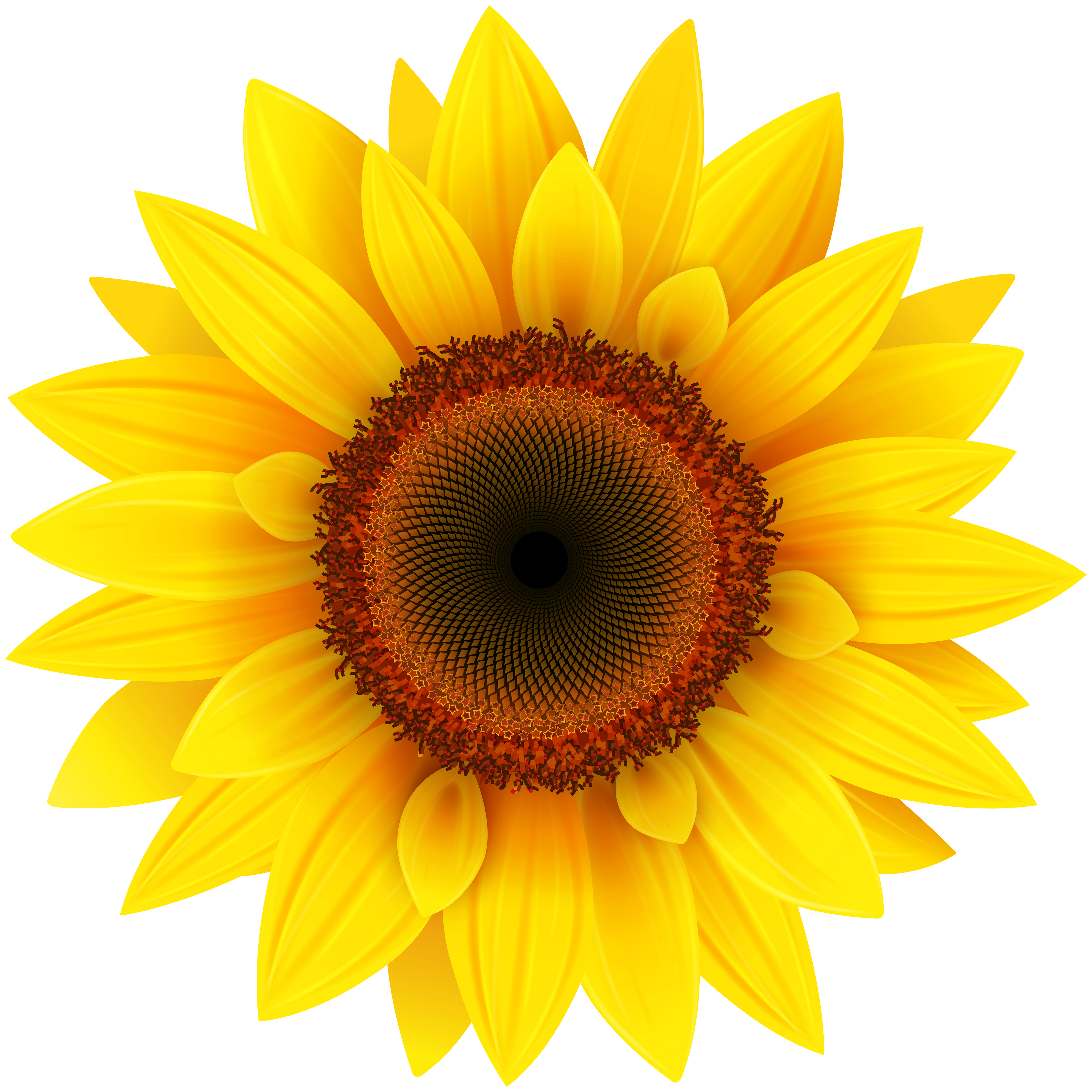 Sunflower Png