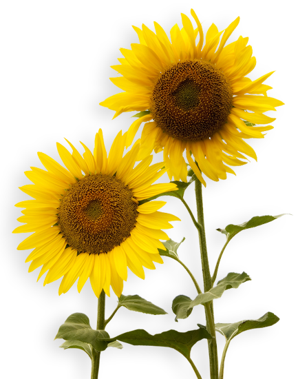 Sunflowers PNG