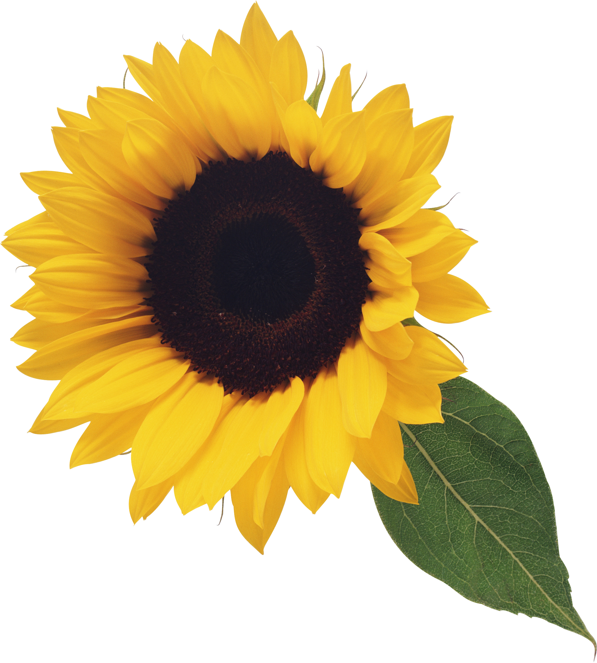 PNG PNG