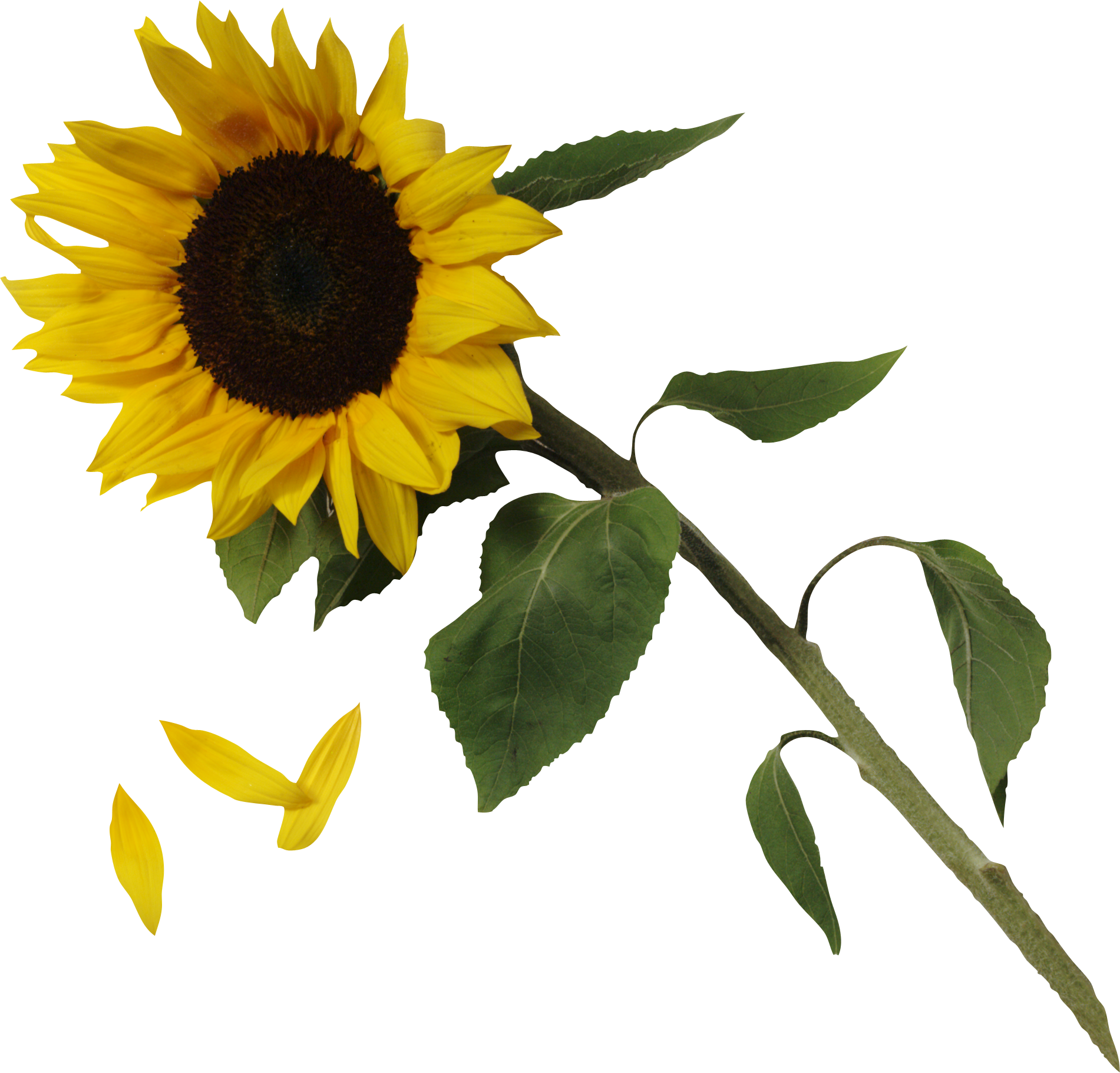 Sunflower PNG images