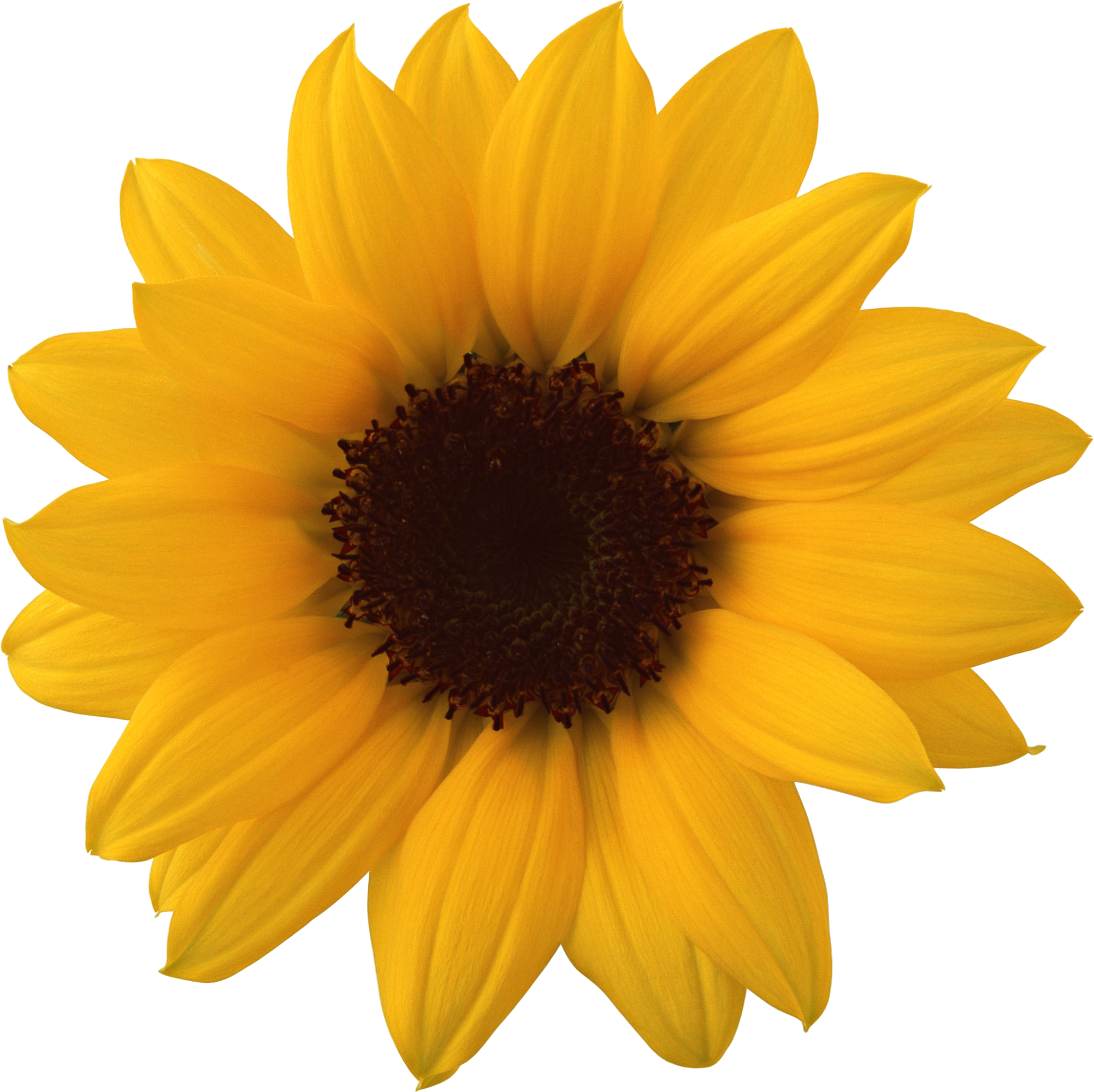 Sunflower PNG images