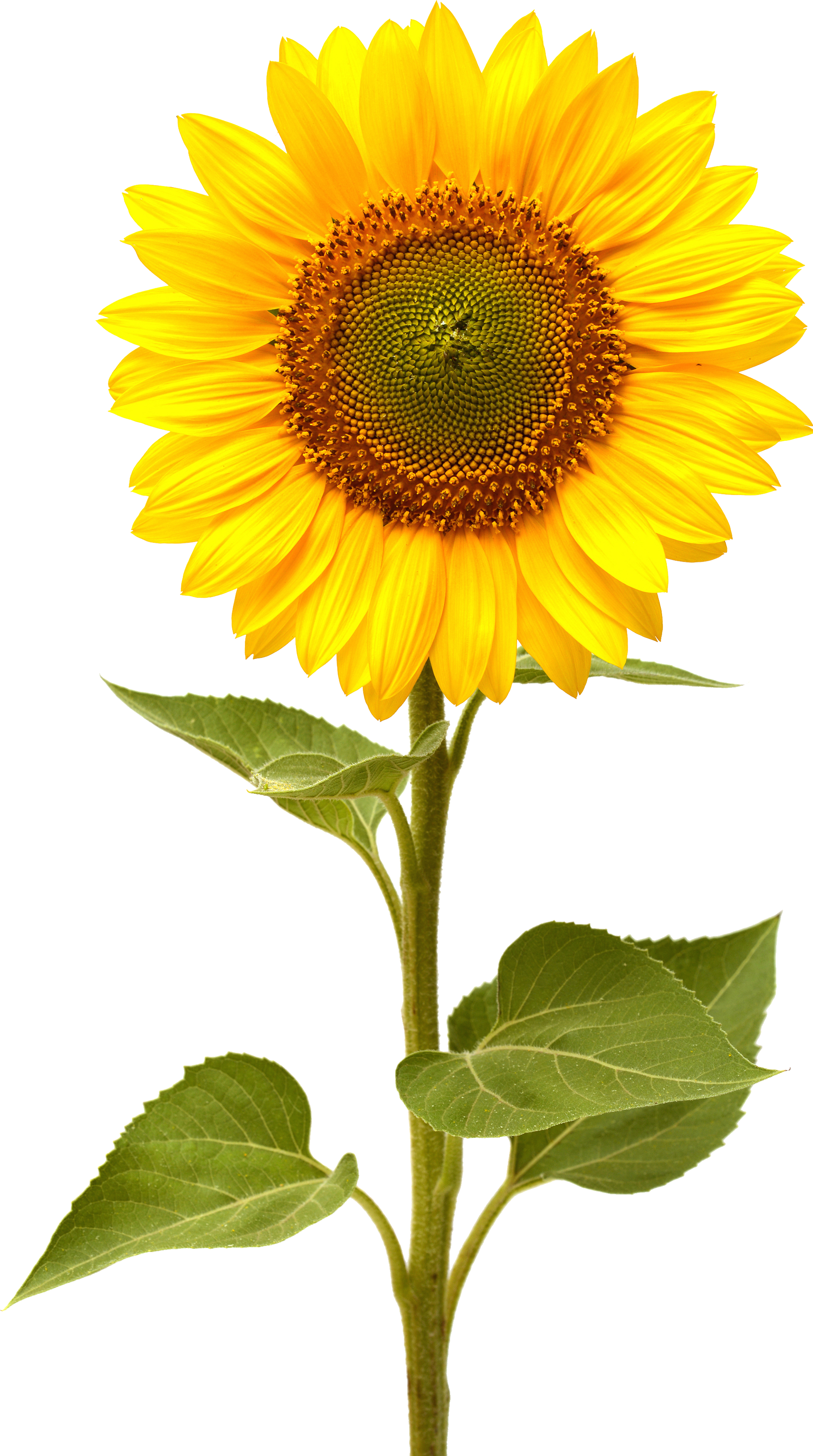 Sunflower PNG