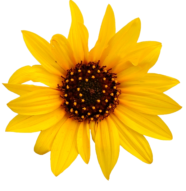 Girasol PNG