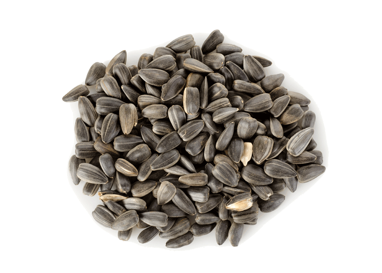 Sunflower seeds PNG images