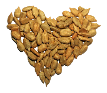Sunflower seeds PNG images