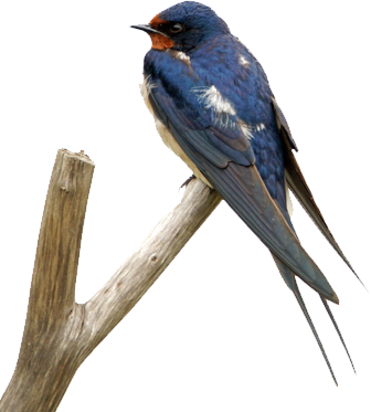 Swallow PNG