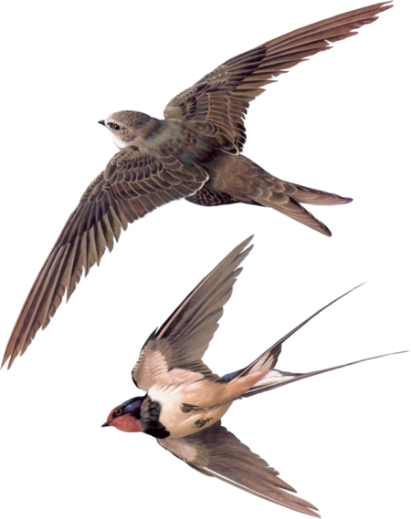 Swallow PNG images Download