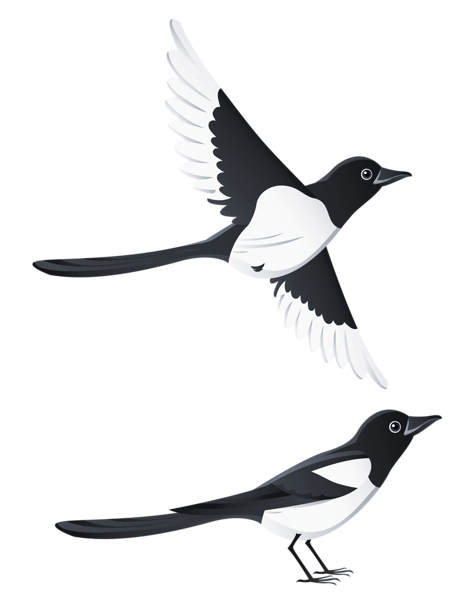 Swallow PNG images Download