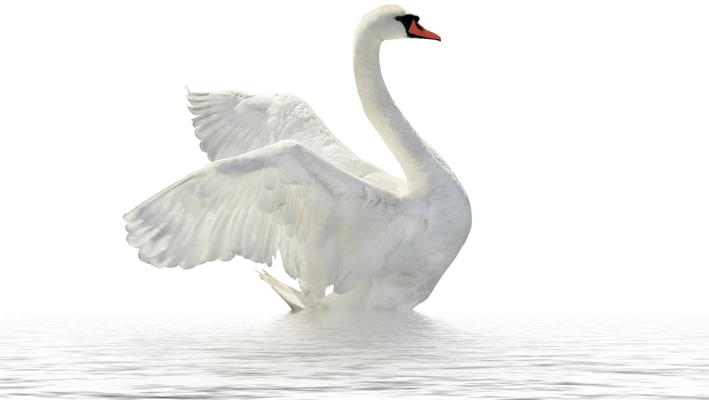 Swan PNG