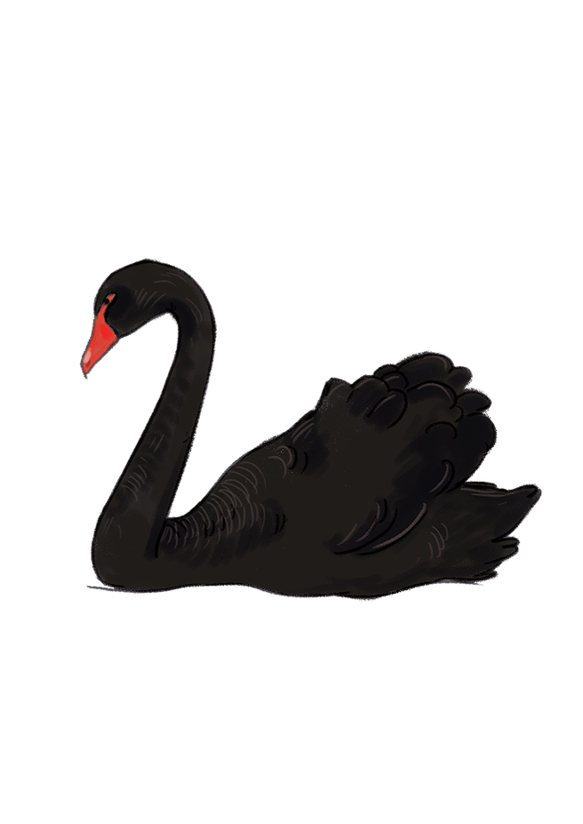 Black swan PNG