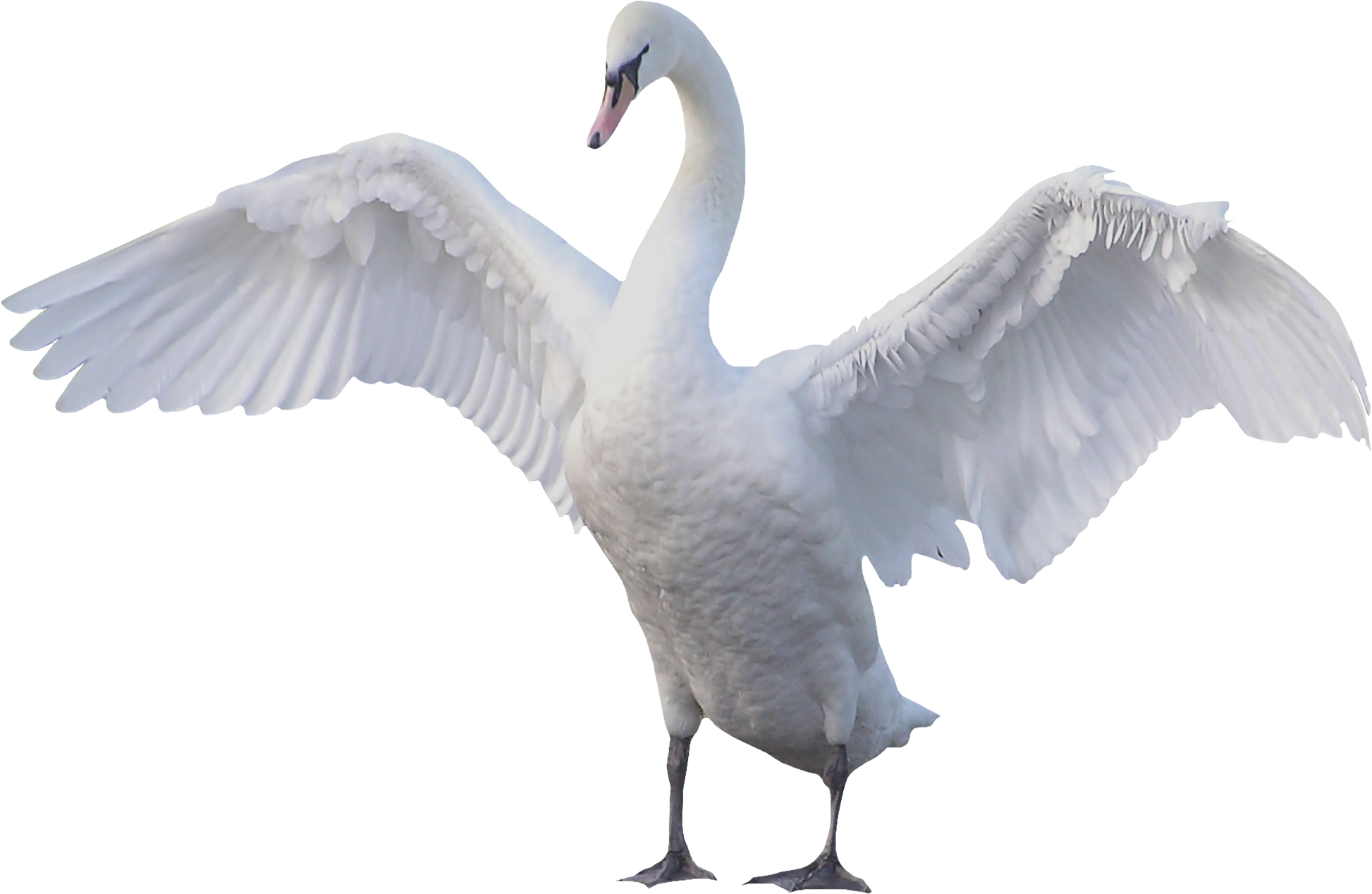 Cisne PNG