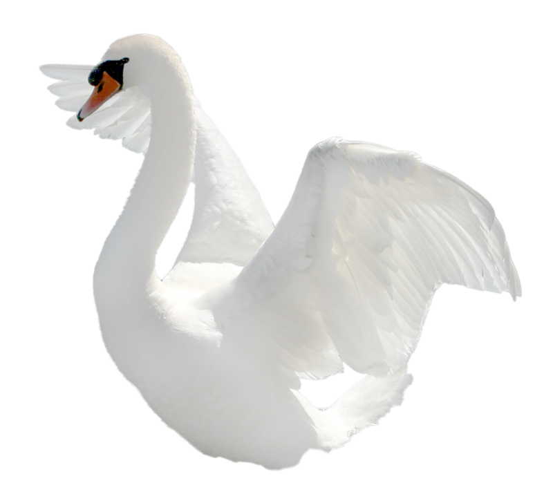 Cisne PNG