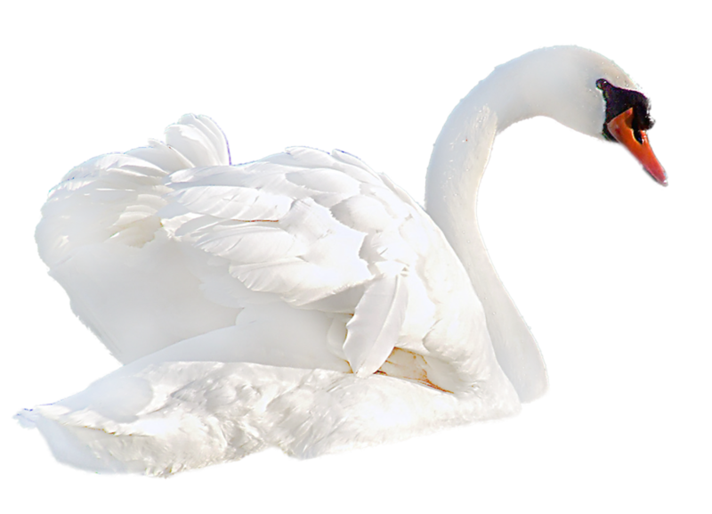 Swan PNG