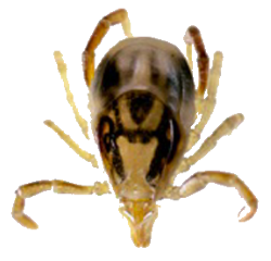 Tick PNG images 
