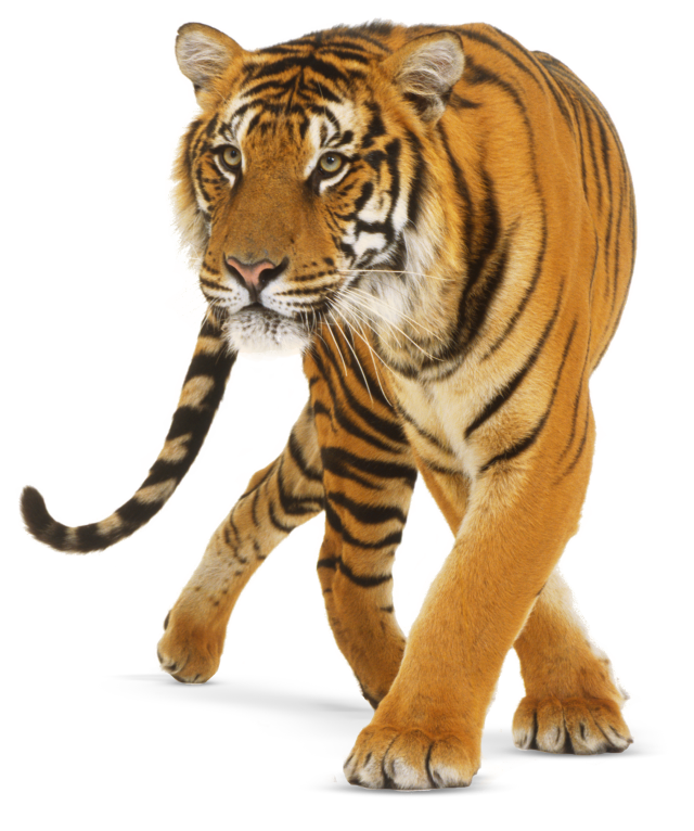 Tiger PNG