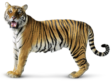 Tiger PNG image free Download