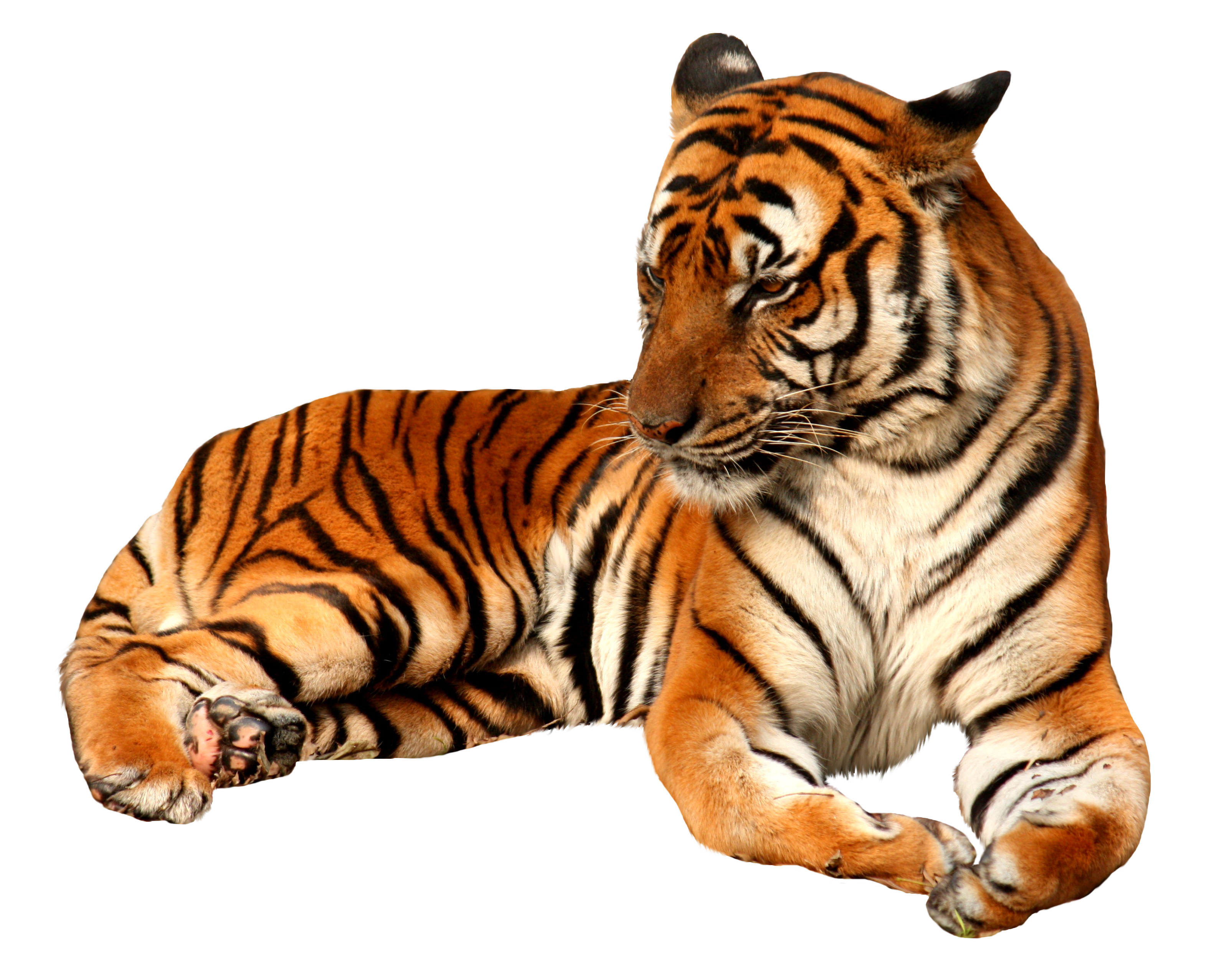 Tiger PNG image free Download