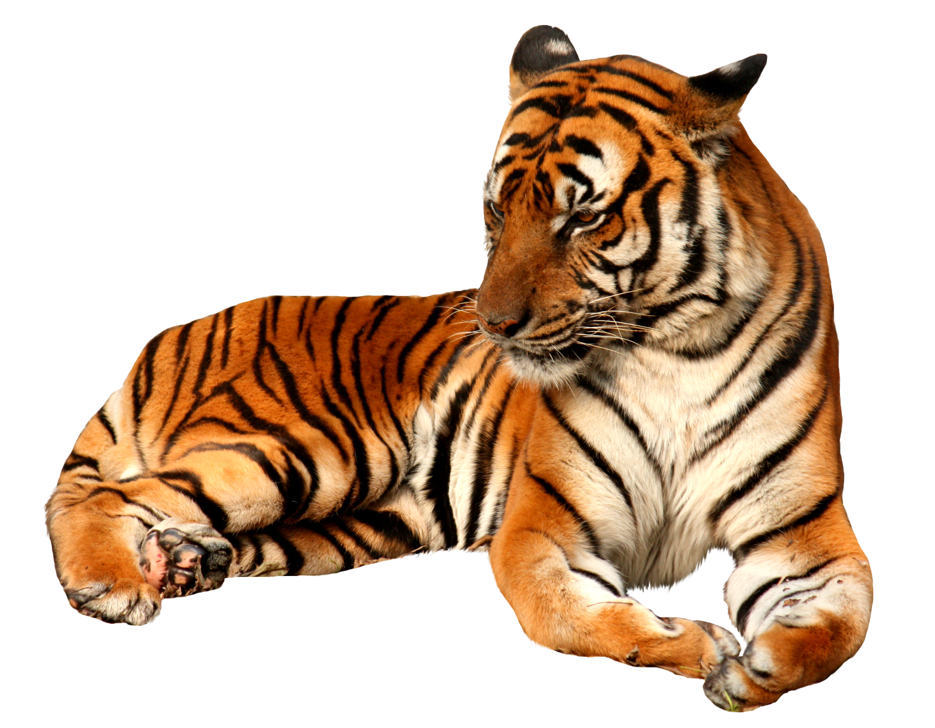 Tiger PNG Images