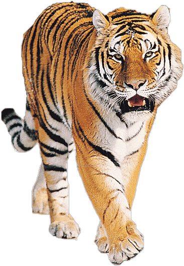 Tiger PNG image free Download image, free download, tigers