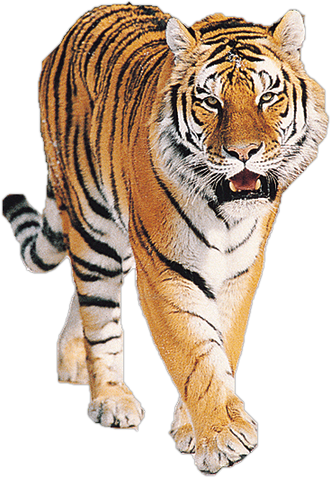 Tigre  PNG