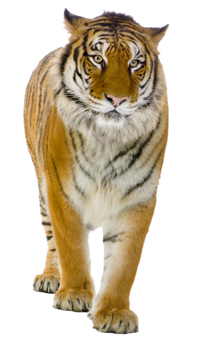 Tiger PNG image, free download, tigers