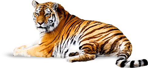 Tiger PNG image free Download image, free download, tigers
