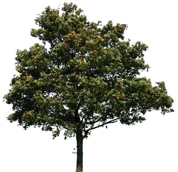 Tree PNG image free Download, free download, picture