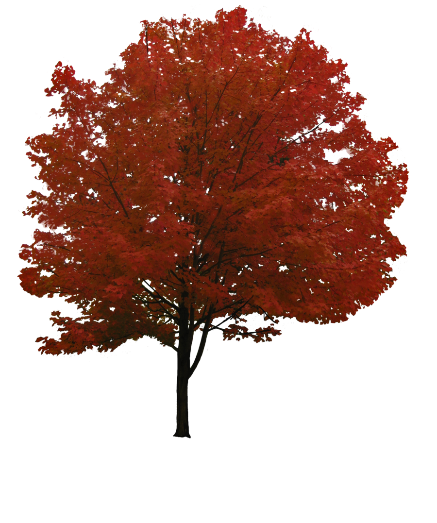 Árbol PNG