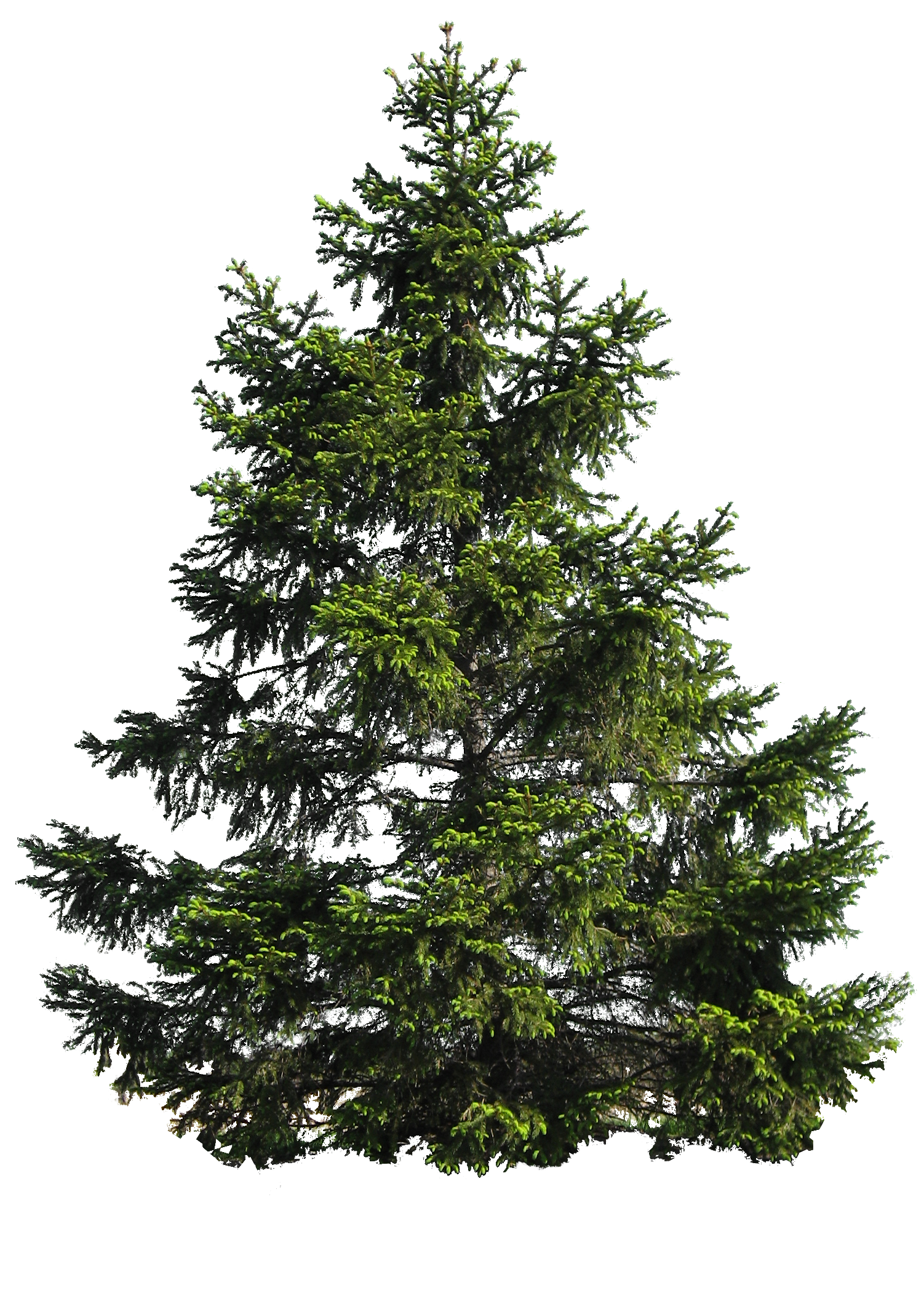 Tree PNG image free Download, free download, picture