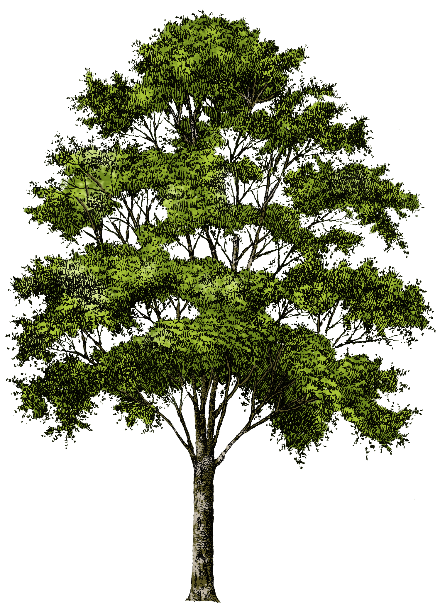 Árbol PNG