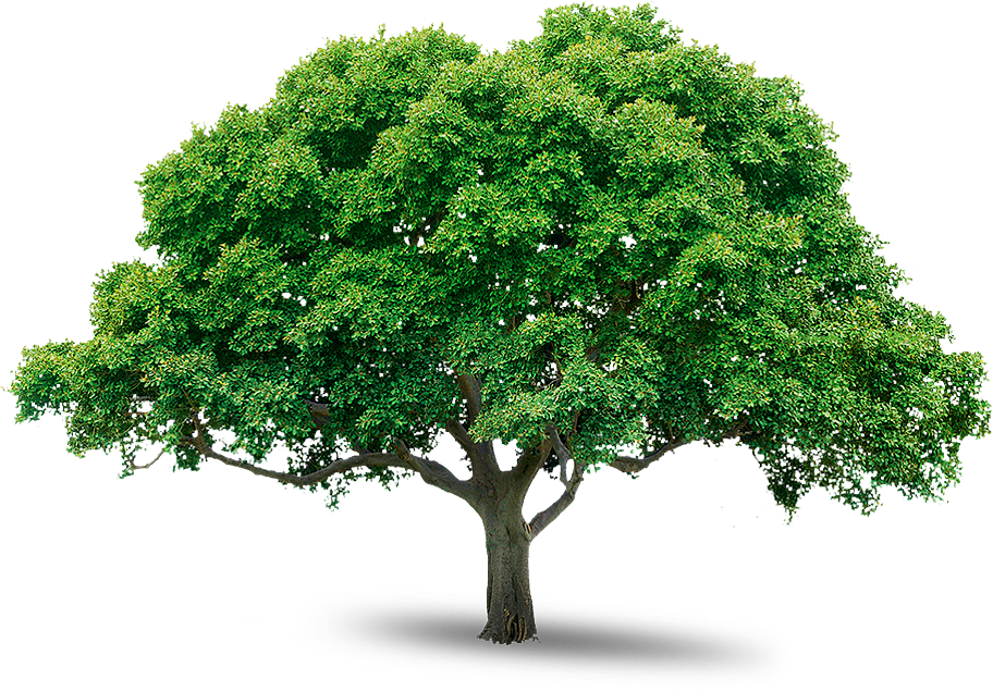 Árbol PNG