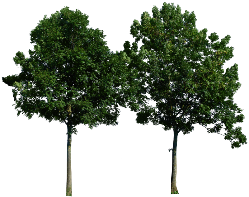 Árbol PNG