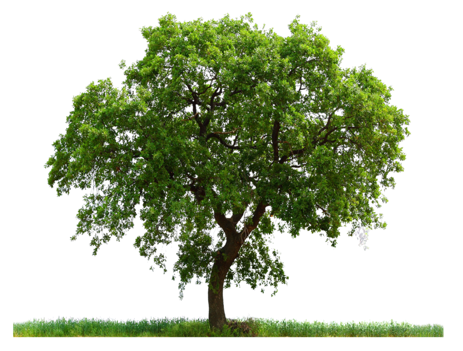 Árbol PNG