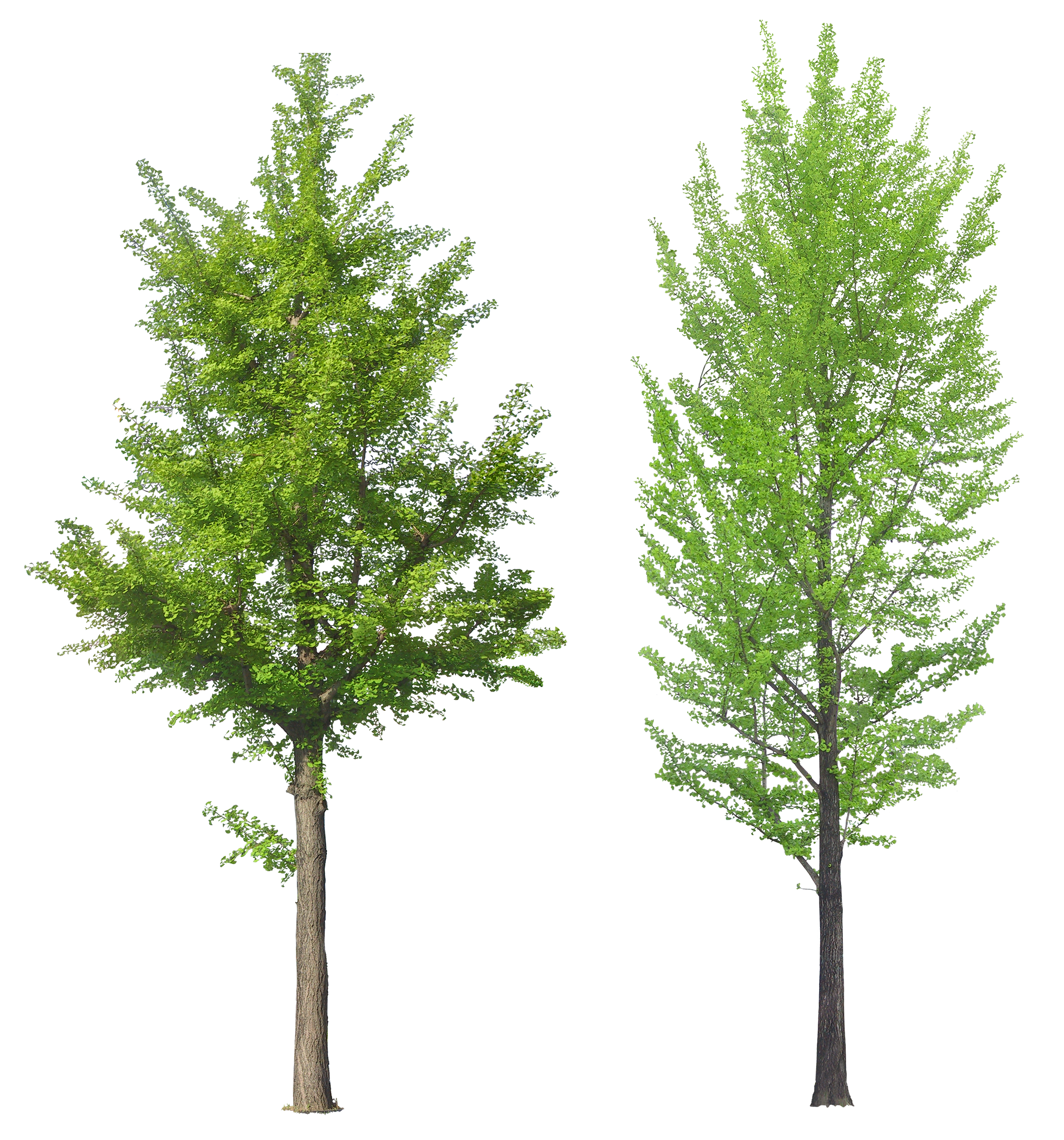 Tree Png Images Pictures Download Free