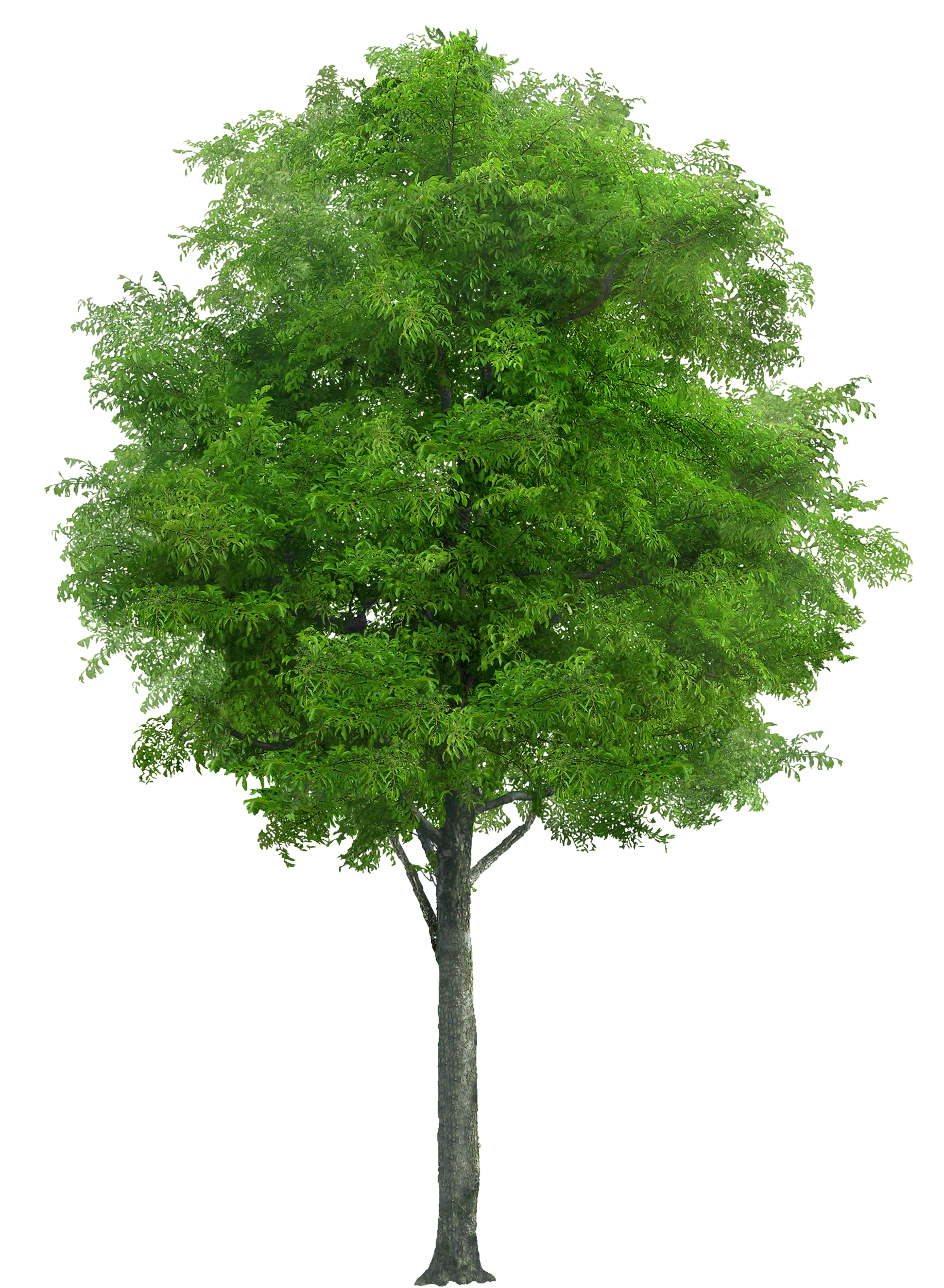 png trees for photoshop free download