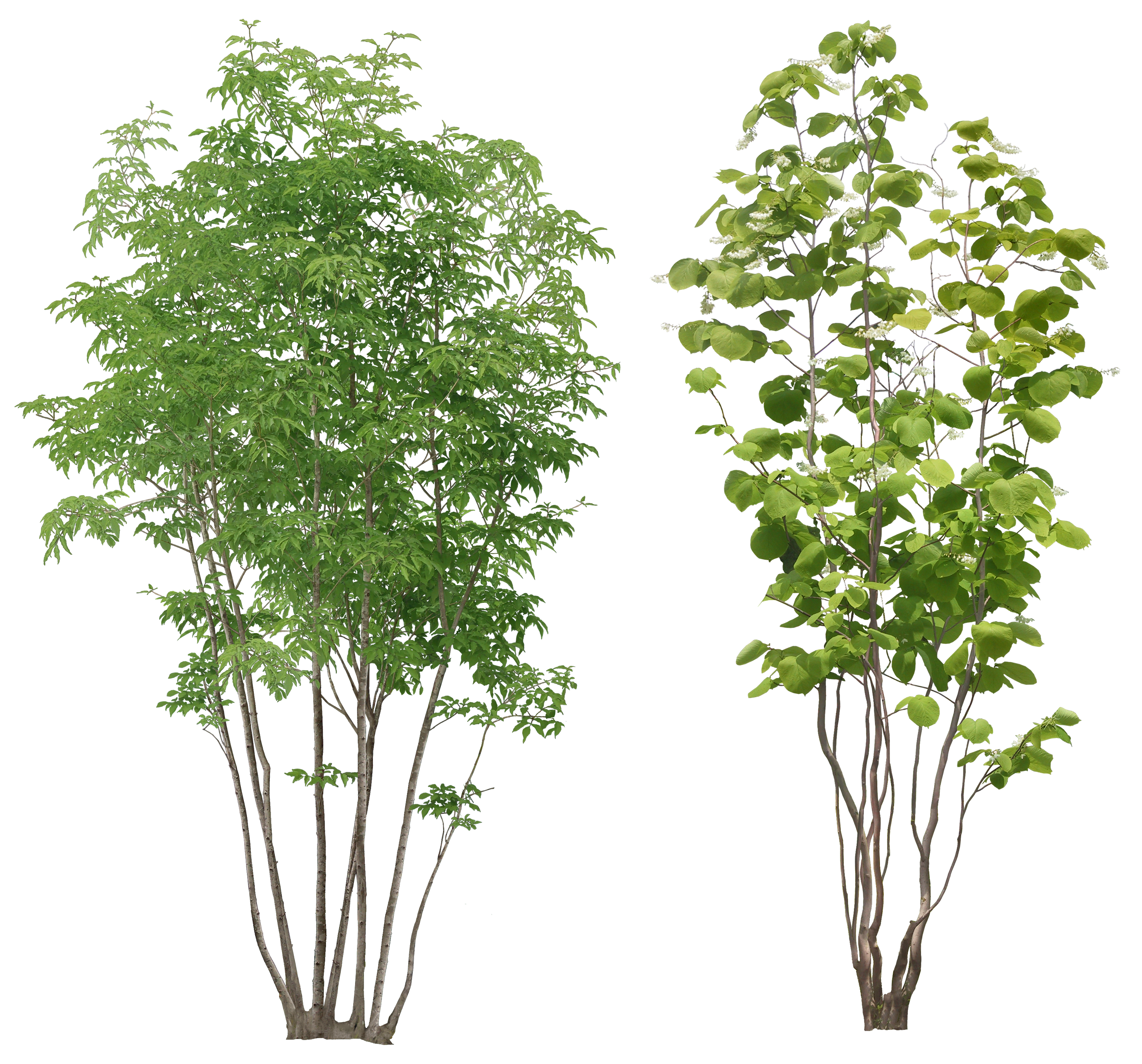 Tree png images, pictures, download free