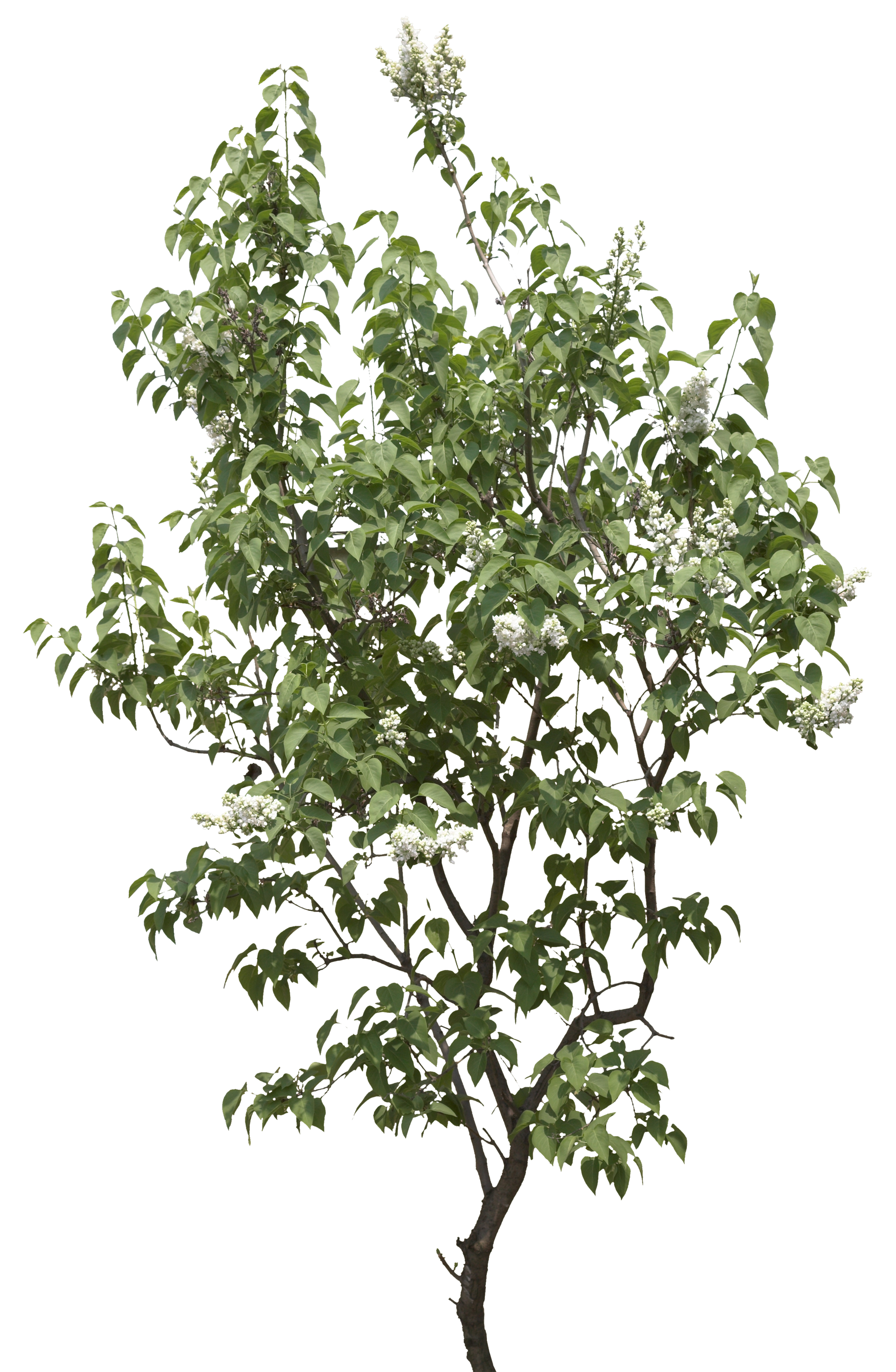 Árbol PNG