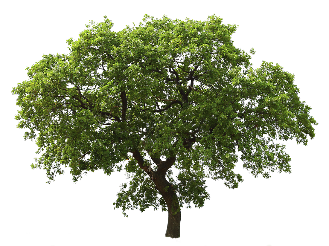 Árbol PNG