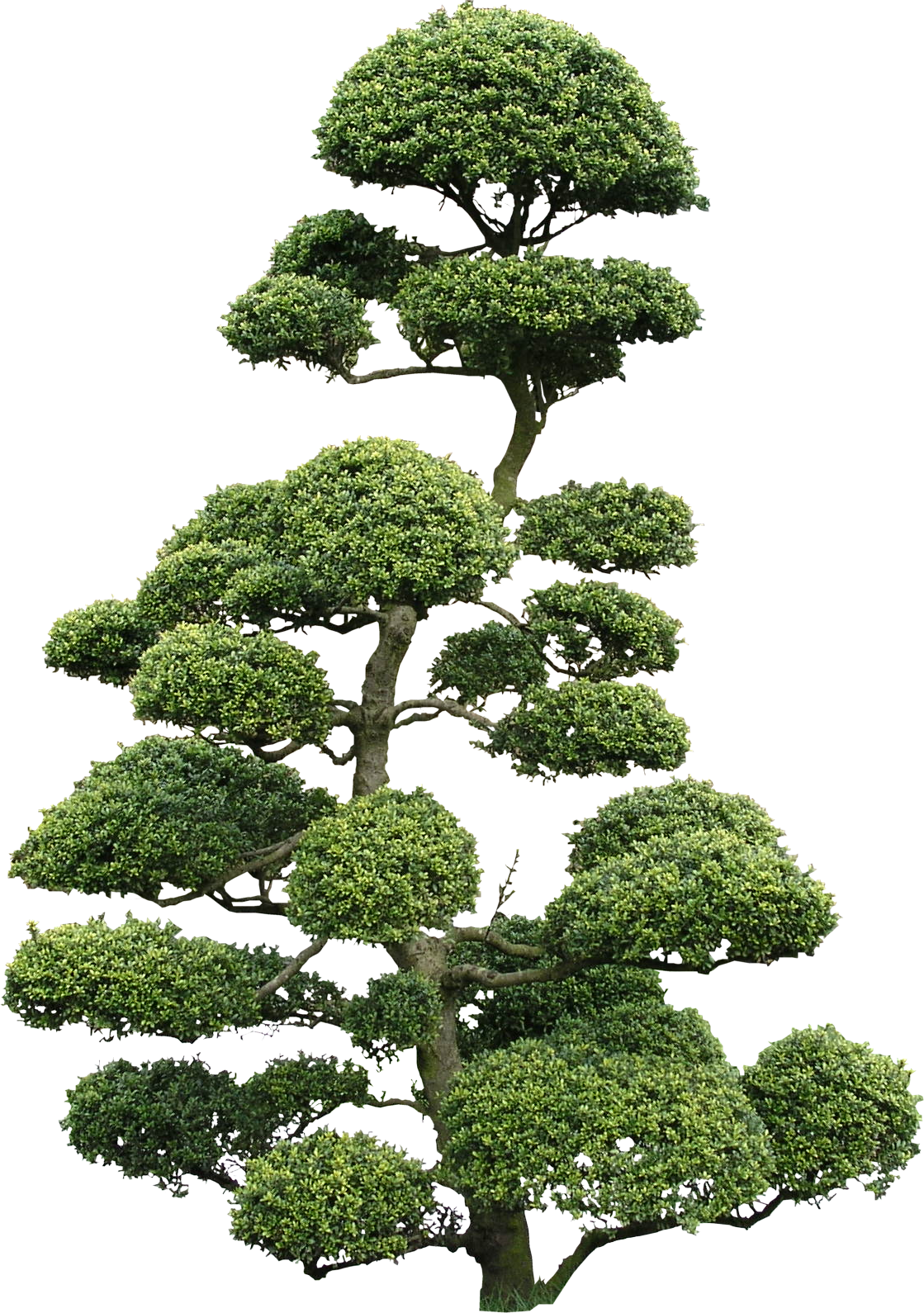 Tree png images, pictures, download free