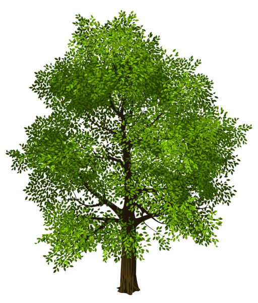 Дерево PNG