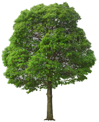 Tree Png Images Pictures Download Free