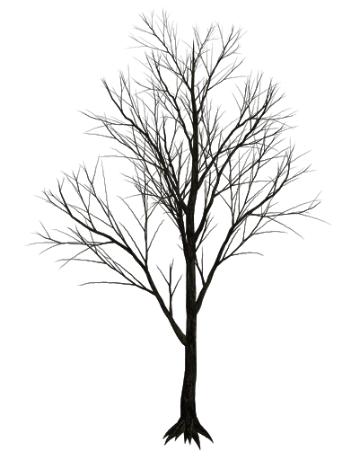 Дерево PNG