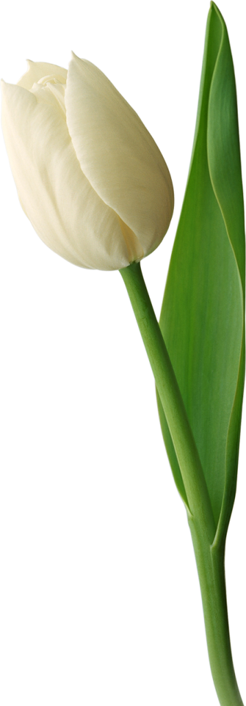 White tulip PNG image
