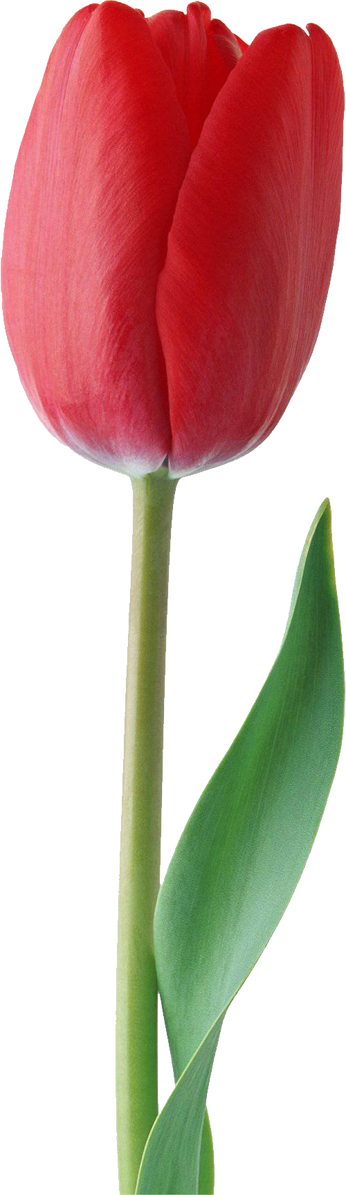 Red tulip PNG image